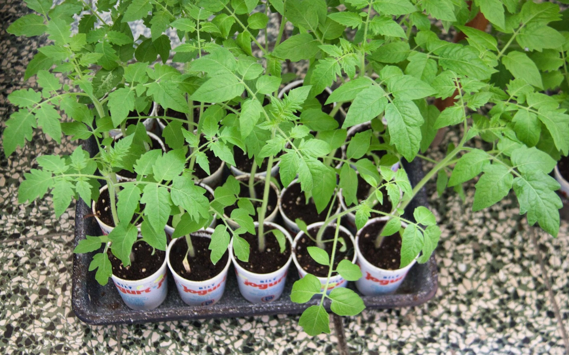 Květnová výsadba rajčat: Jak postupovat, abychom získali silné rostliny bez chorob a bohatou úrodu