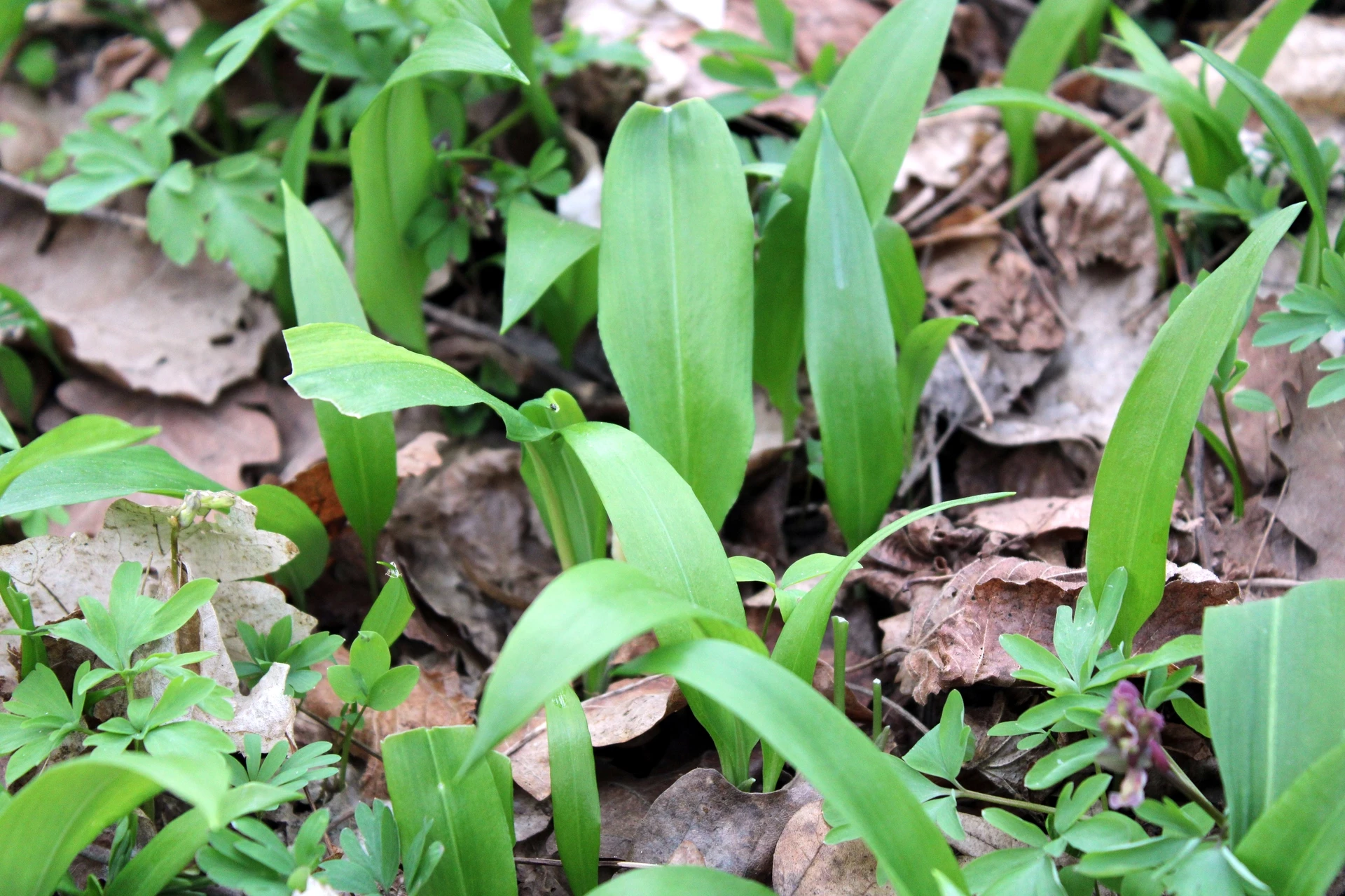 Medvědí česnek: Kde ho najít, jak ho skladovat a využít? Užijte si ho plnými doušky dokud je čas