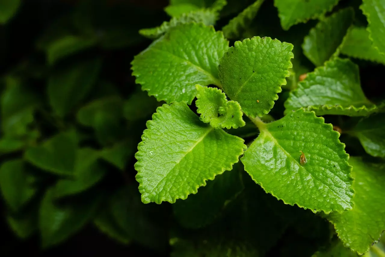 Rýmovník aktuálně vyžaduje hnojení, aby ho bylo přes zimu dostatek na zdravotní neduhy