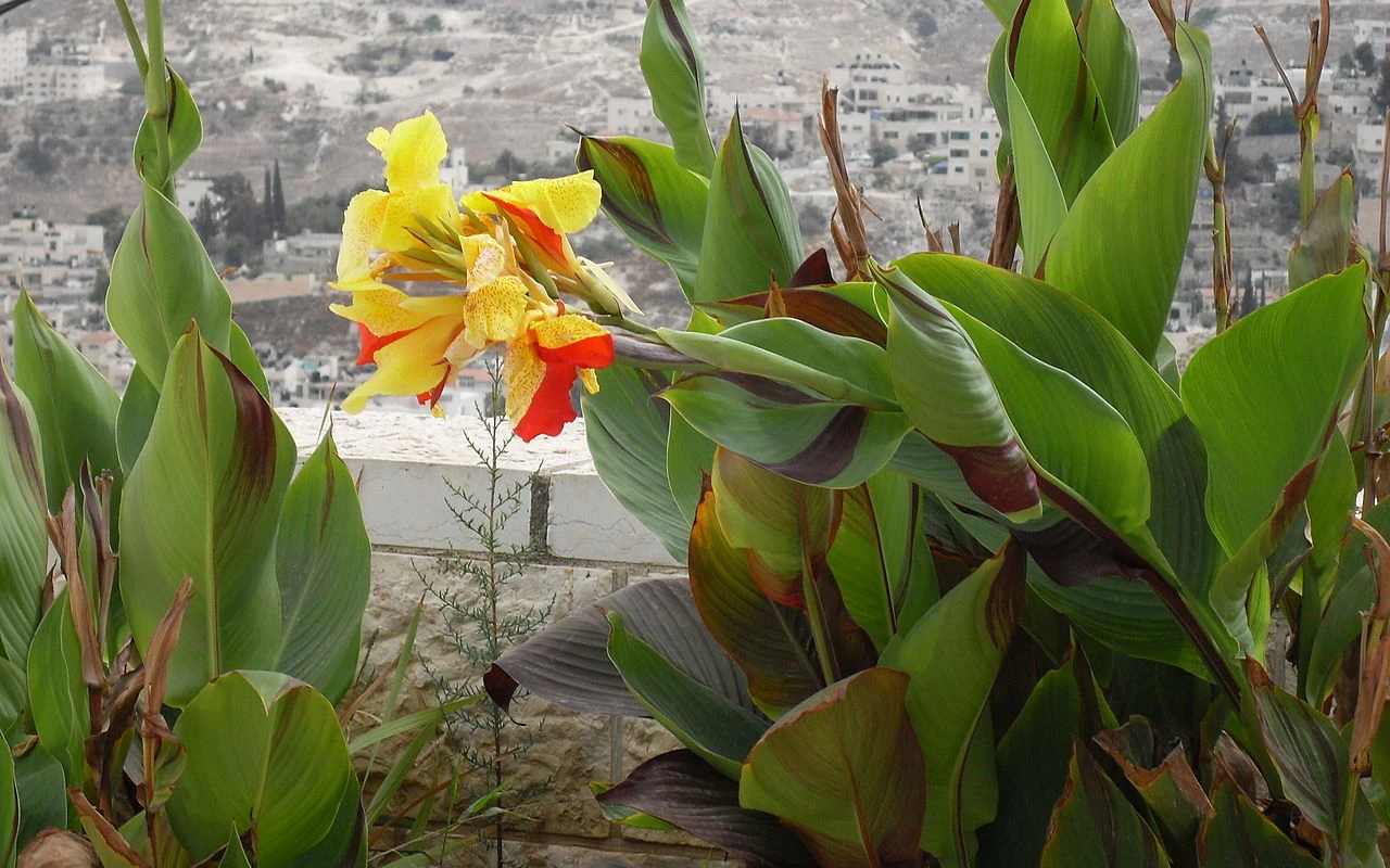 Zazimování dosny je potřeba provést správně, příští rok vám pokvete ještě krásněji