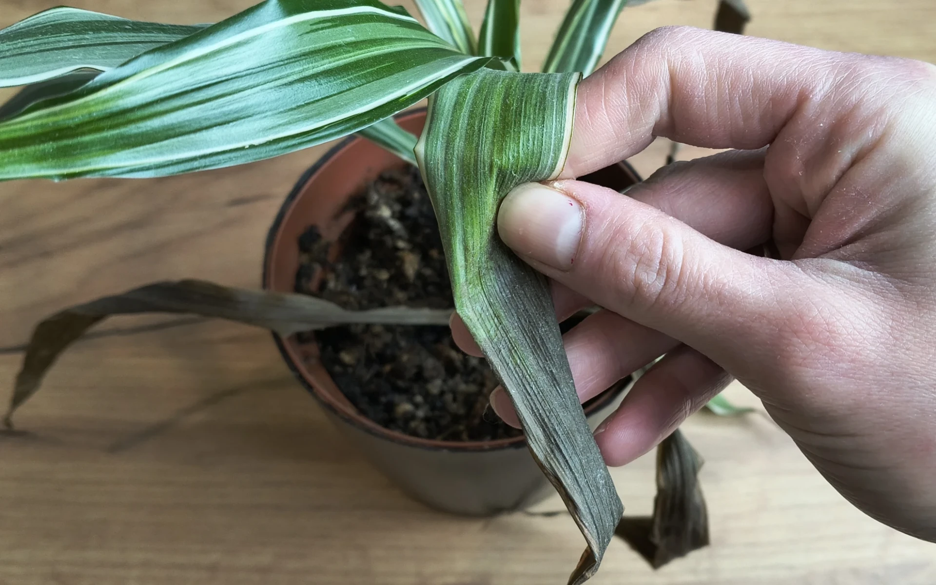 Hnědé listy u dračince