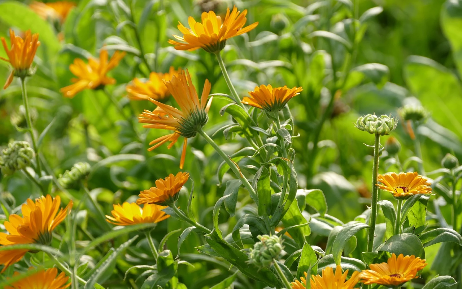 Krásné rostliny, o které se nemusíte starat a druhý rok bez zásahu opět vykvetou