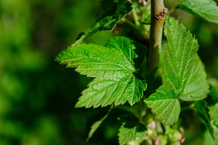 List rybízu na větvi keře na jaře