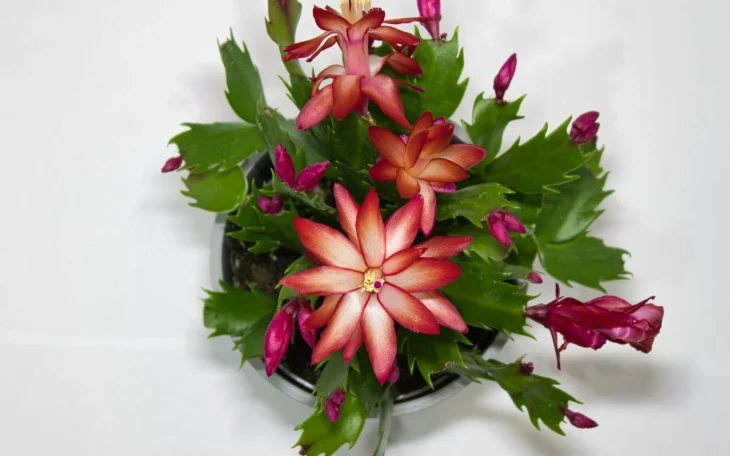 Kvetení vánoční kaktus