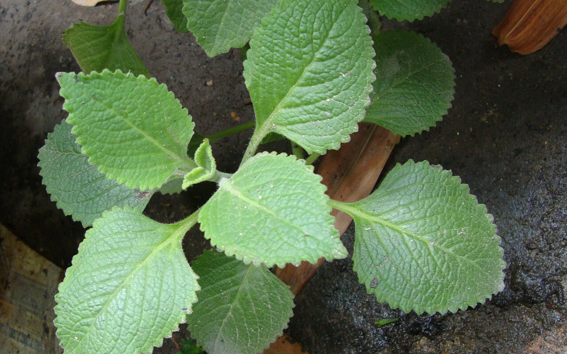 Hnědnutí a žloutnutí listů rýmovníku: Co rostlinu trápí a jak ji zachránit