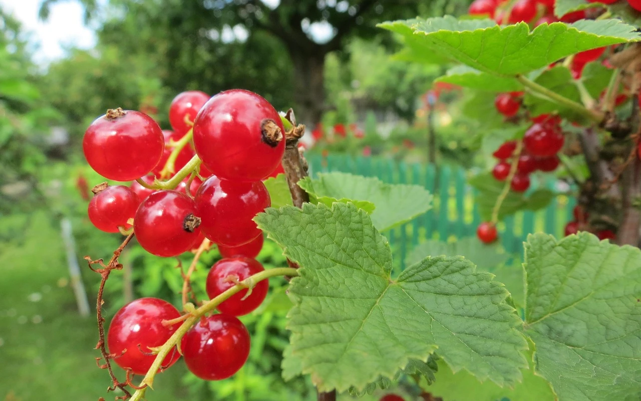 Keř rybízu a červené plody