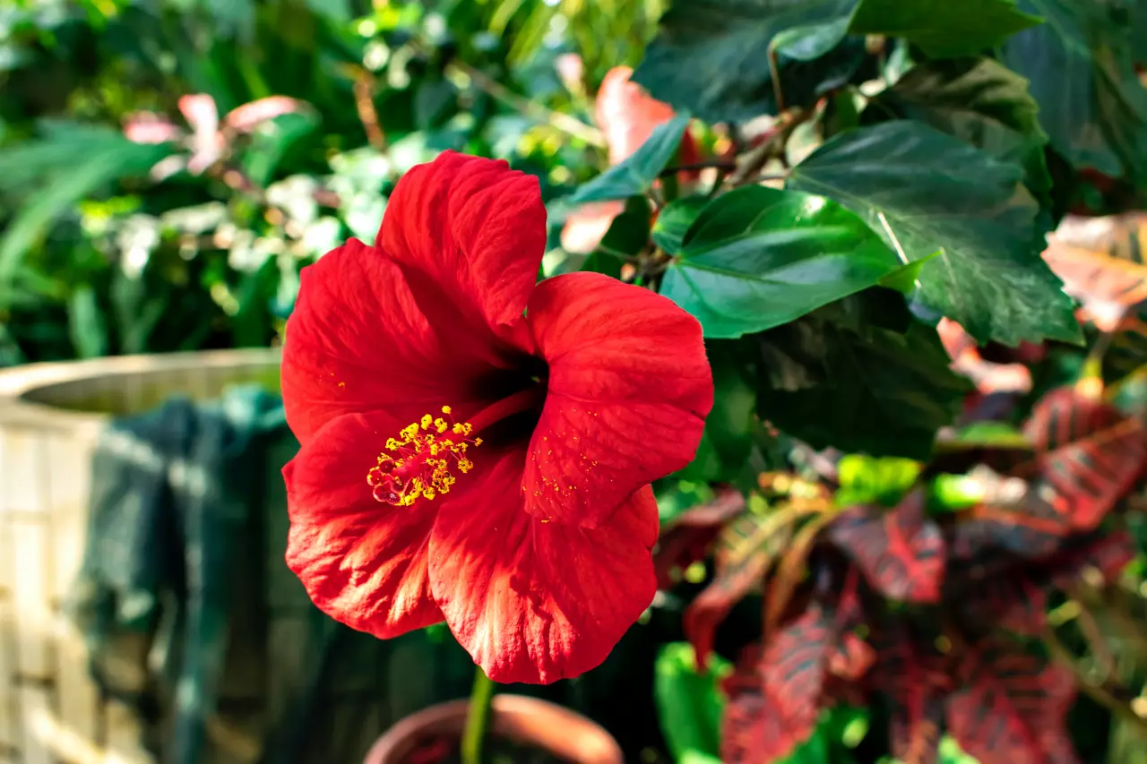 Jakou péči nyní dopřát pokojovému ibišku, aby kvetl celou zimu