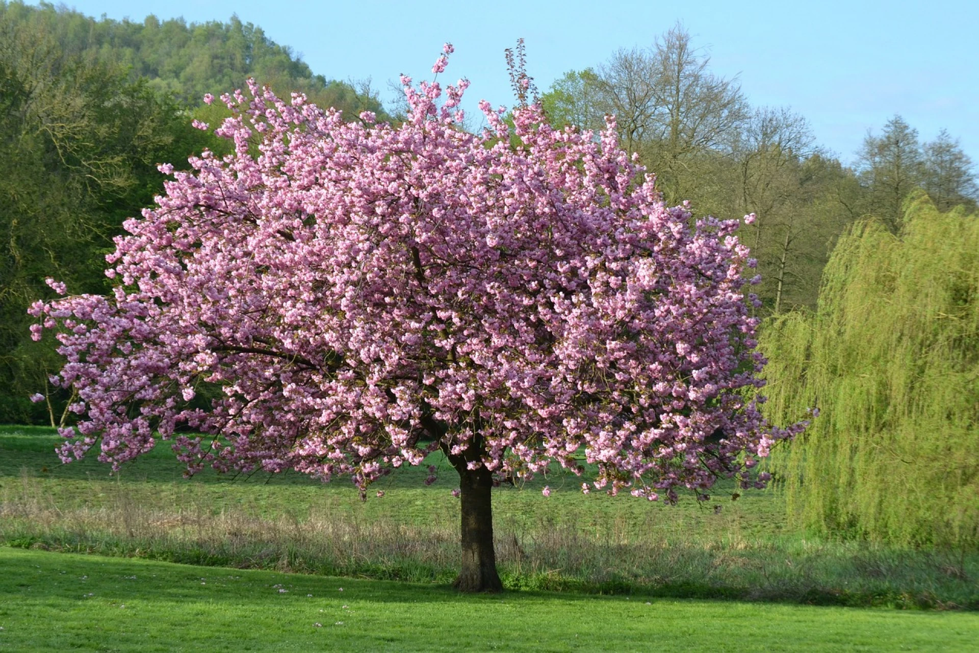 Magnolie