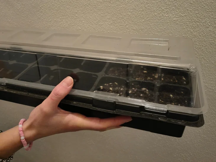 Minipařeniště se semeny muškátů