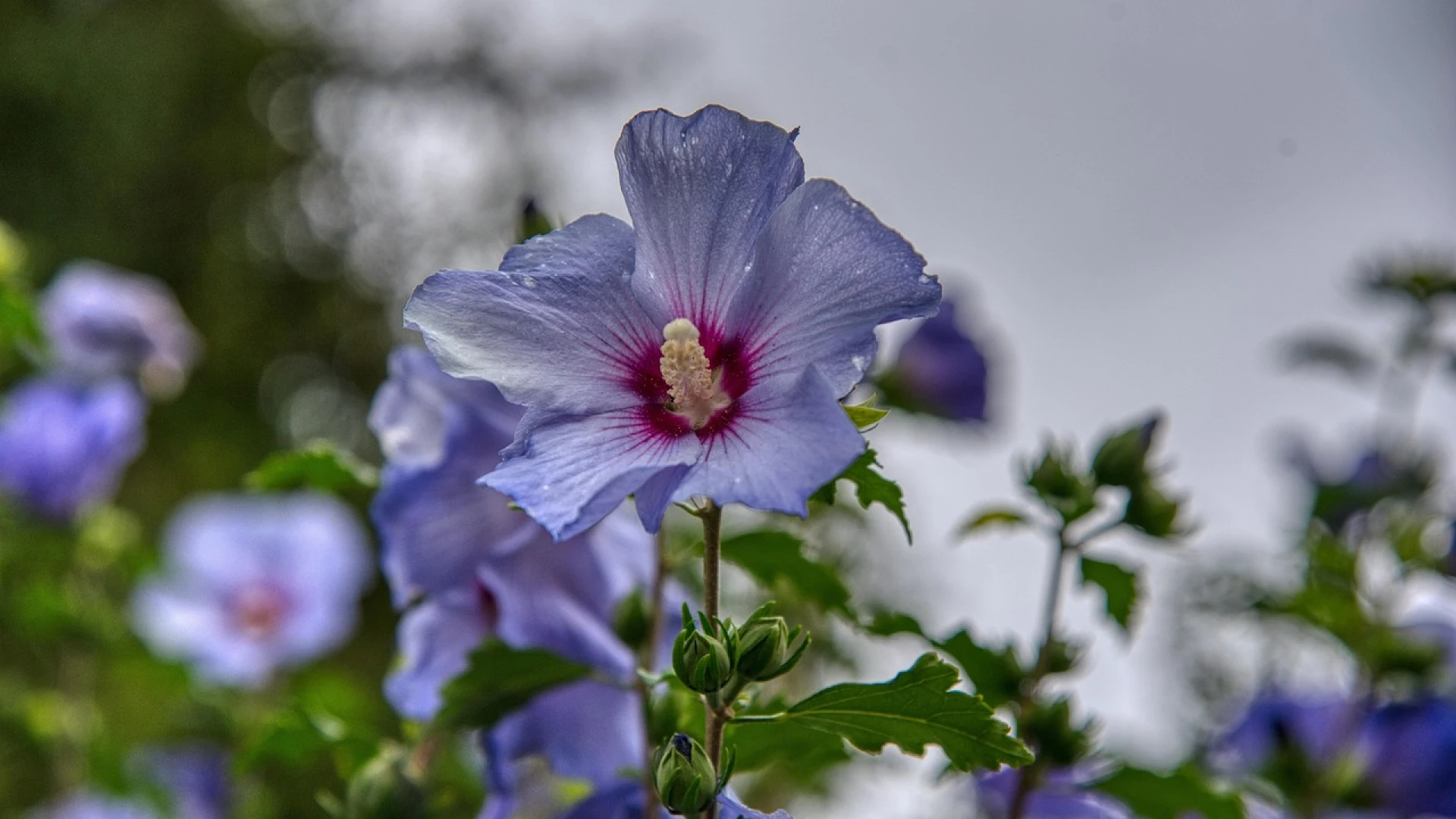 Nejlepší domácí hnojivo na ibišek syrský, po kterém se dočkáte bohatého květenství