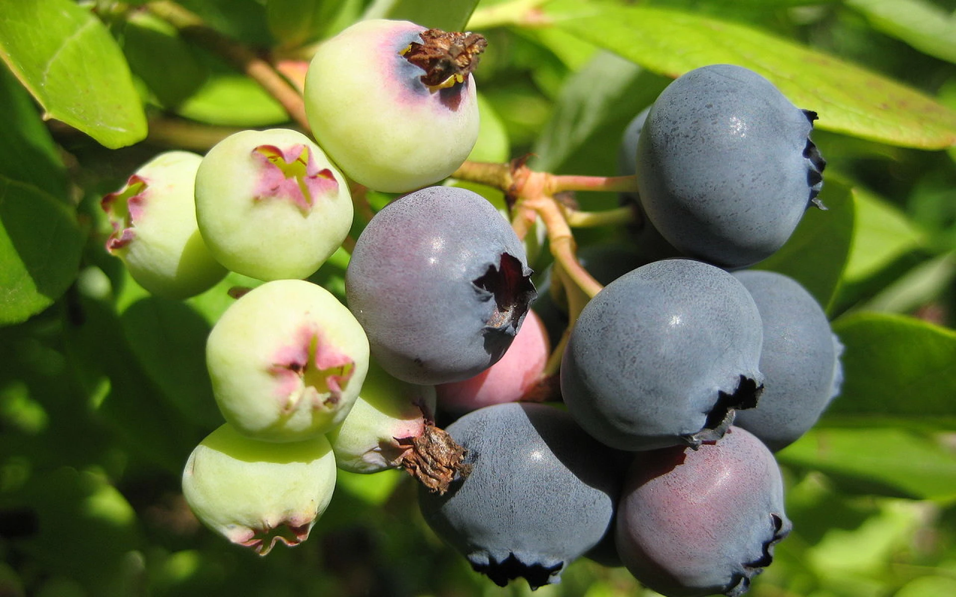 Květnové hnojení borůvek podpoří keře v bohatém plození i jejich zdraví, čím je lze aktuálně hnojit