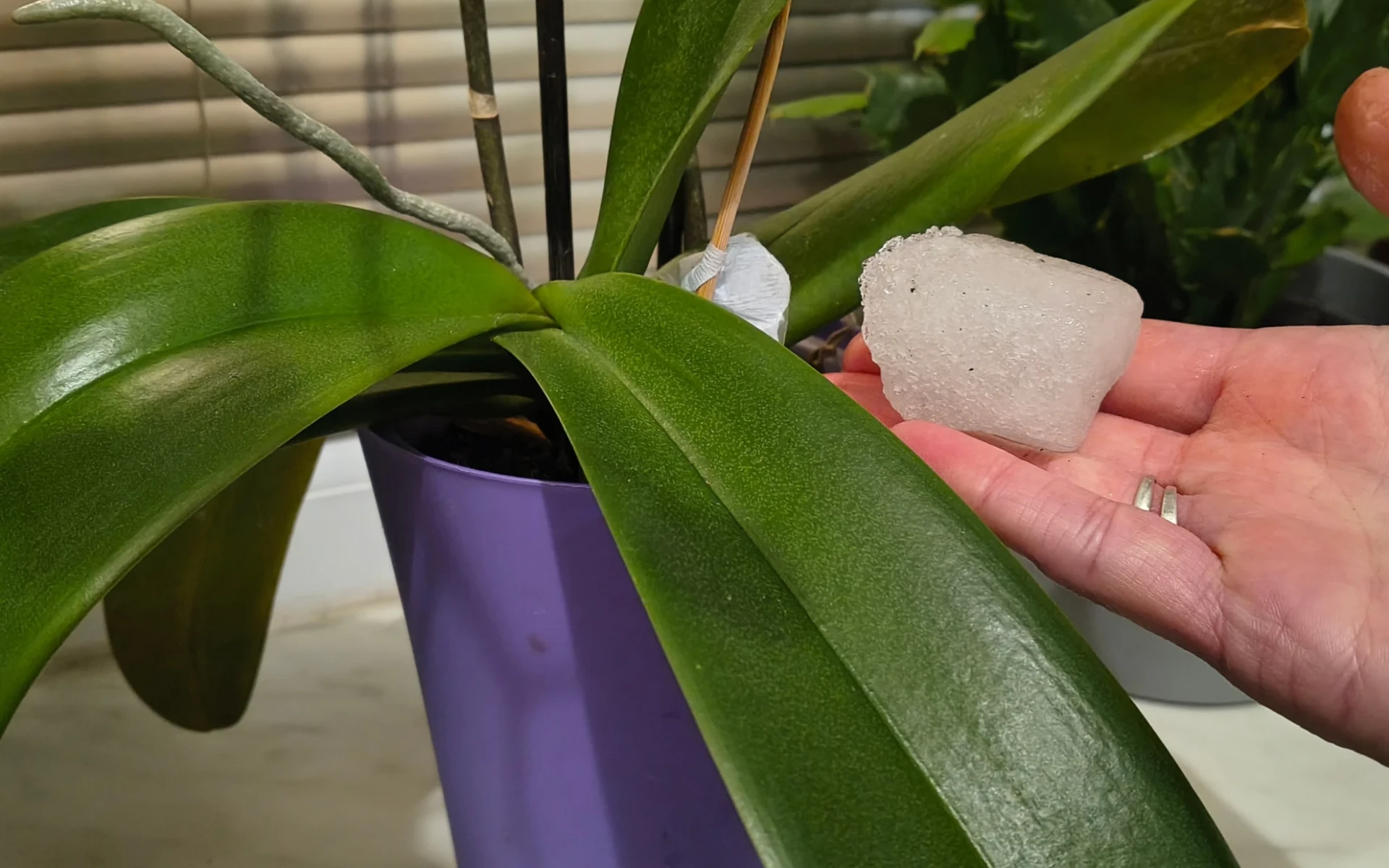 Kostka ledu jako zálivka orchideje