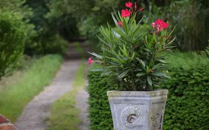 Oleandr v květináči na zahradě
