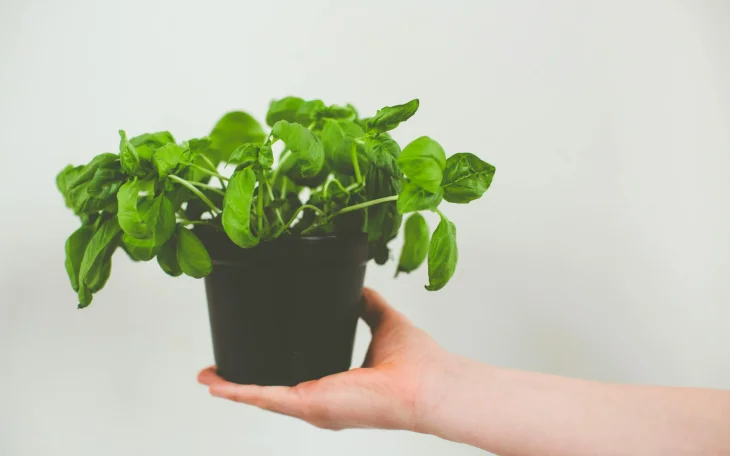 Bazalka ze supermarketu