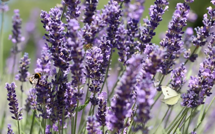 Levandule