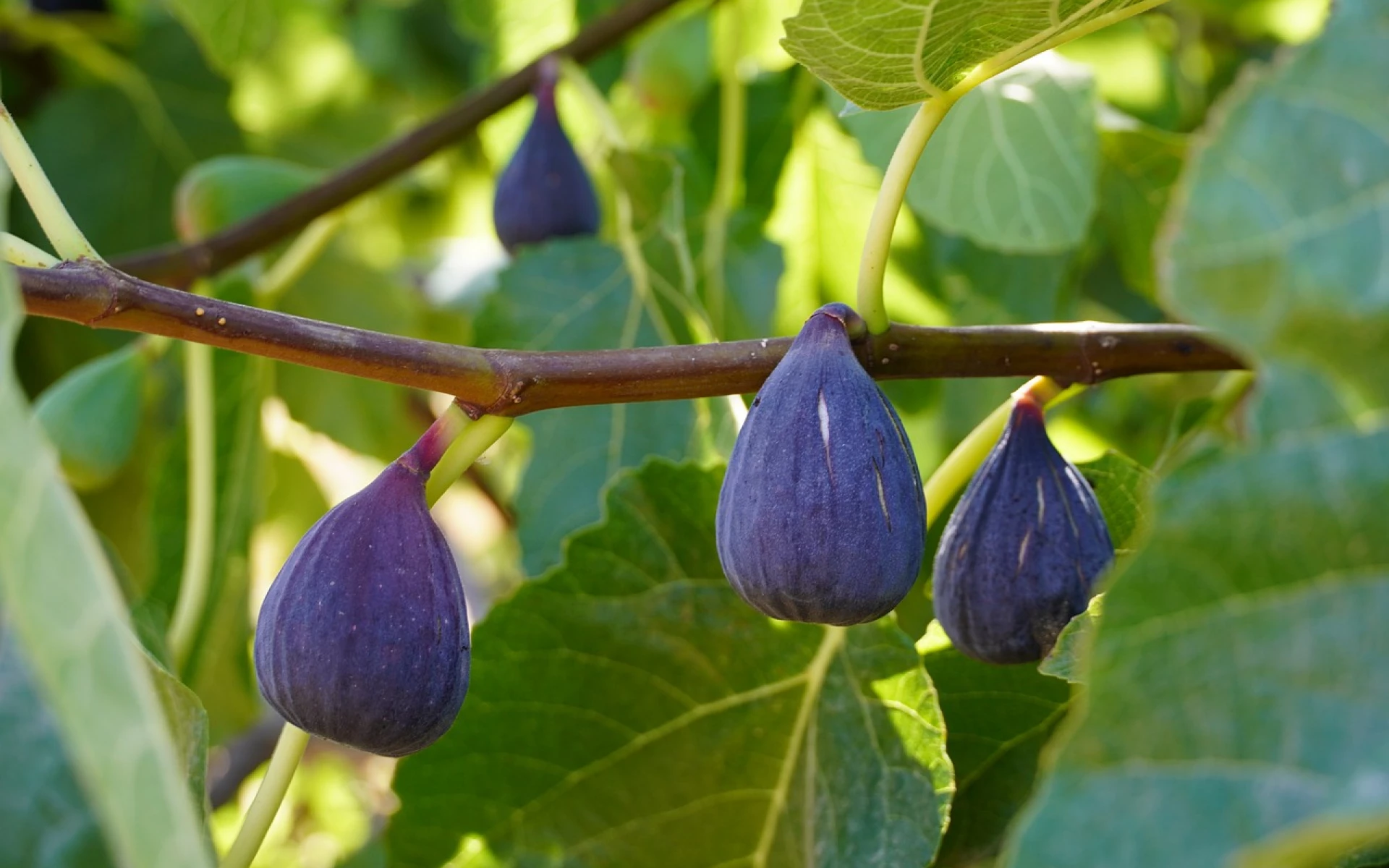 Jak zazimovat fíkovník: Díky správně provedeným krokům v příštím roce nabídne mnoho plodů