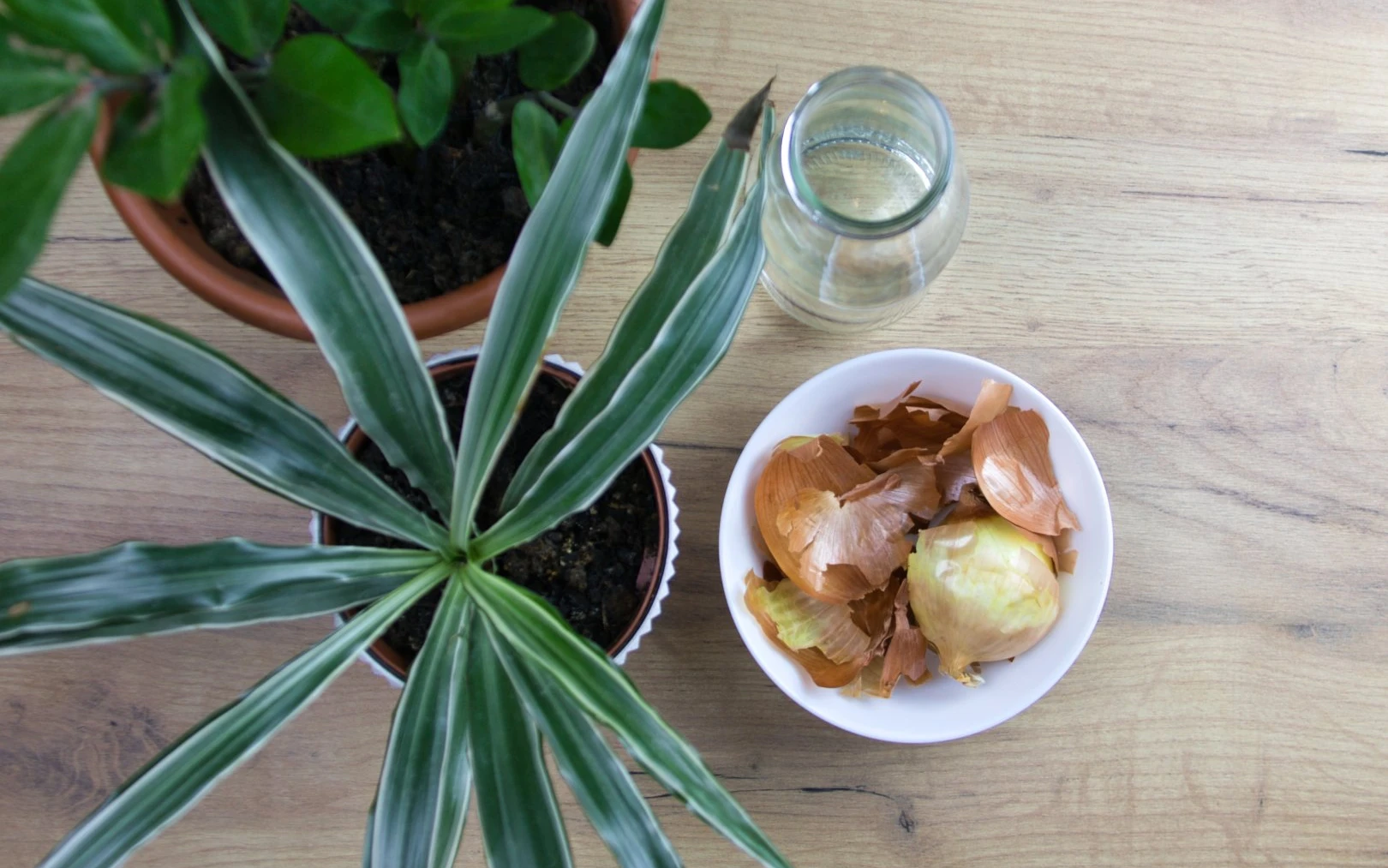 Slupky z cibule mohou rostlinám ublížit