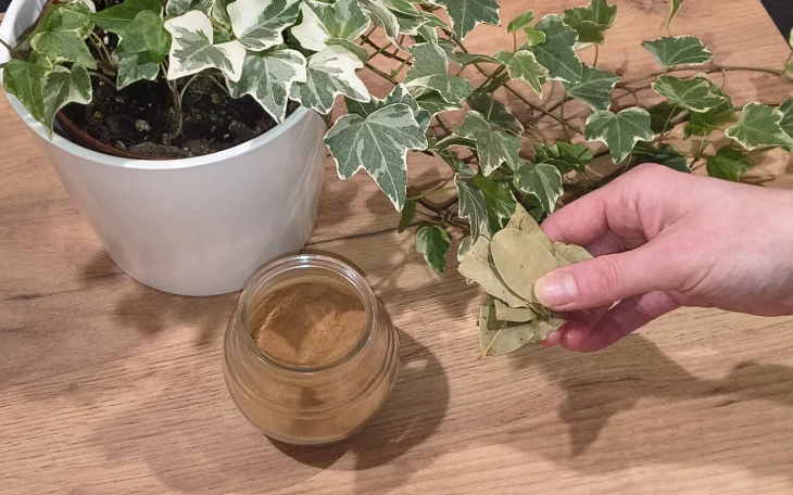 Bobkový list a skořice pro rostliny