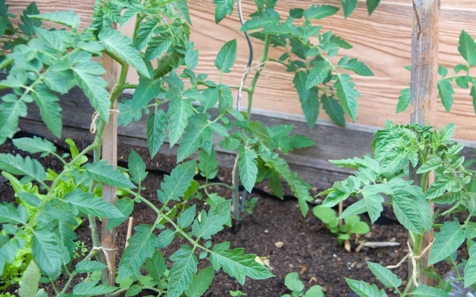 Jak pečovat o rajčata v červnu: Kompletní průvodce pro získání maximální úrody