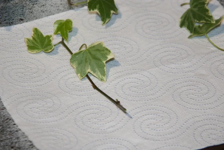 Množení břečťanu