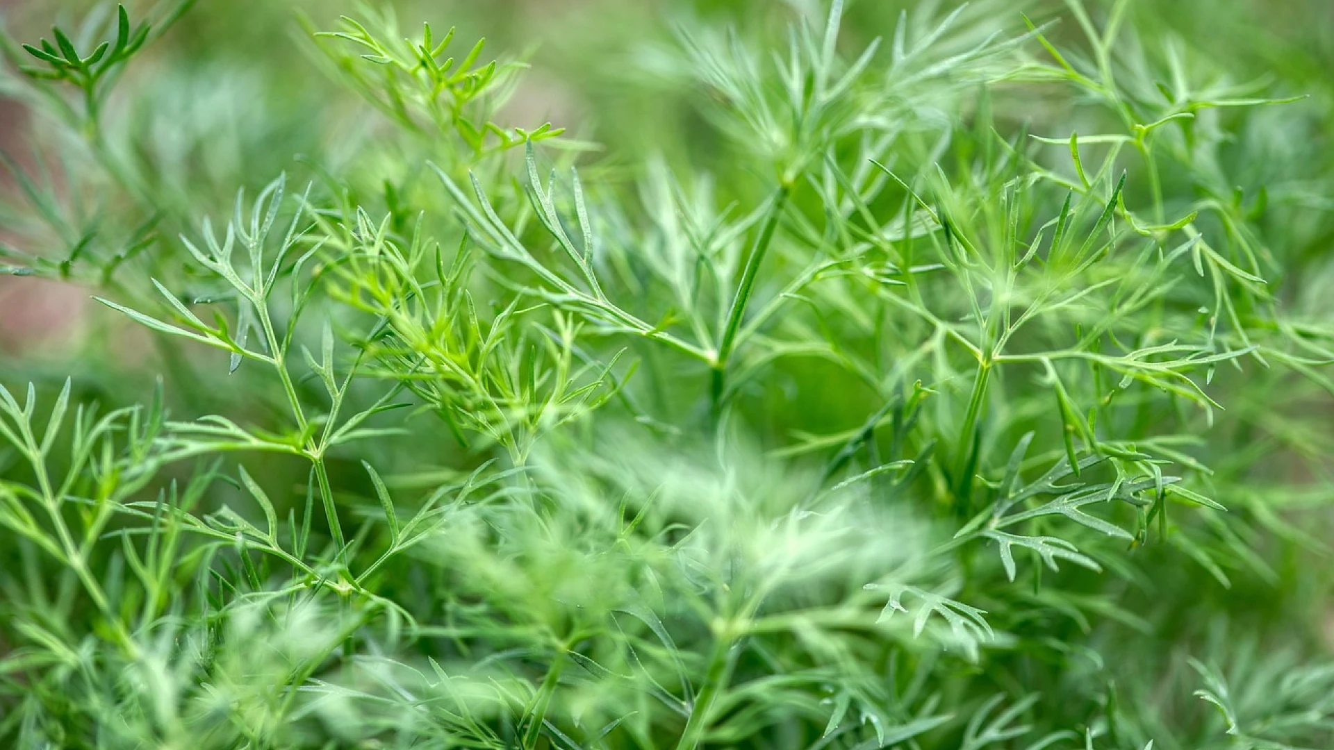 Při pěstování kopru je vhodné dodržet některé zásady a vyhýbat se chybám, které sníží jeho kvalitu