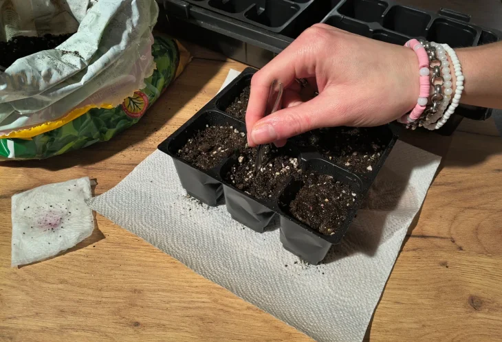 Substrát a sadbovače pro výsev muškátů