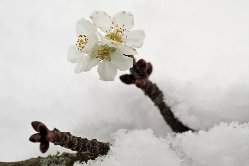 Čas barborek je tu: Jakou jim dopřát péči, aby nám na Štědrý den vykvetly?