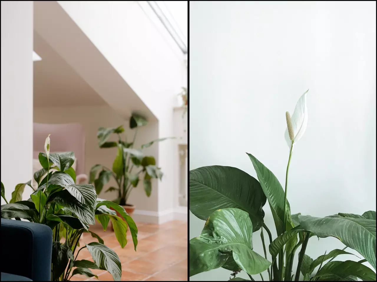 Lopatkovec patří mezi nenáročné rostliny, ale některé pěstitelské chyby mu brání v kvetení