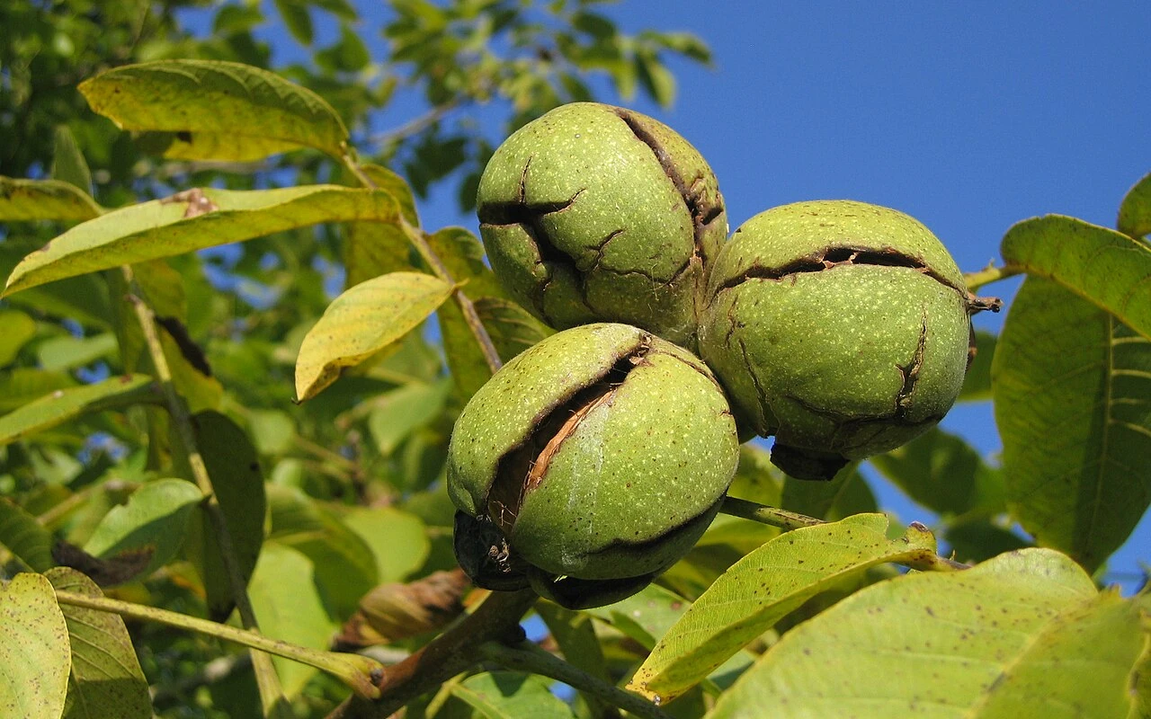 Co dělat s listy ořešáku? Jak je efektivně využít a čeho se raději vyvarovat