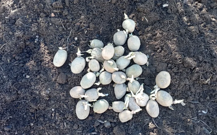 Naklíčené brambory připravené na sázení