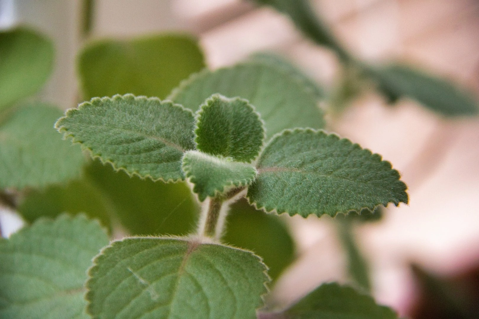 Listy rýmovníku Listy rýmovníku