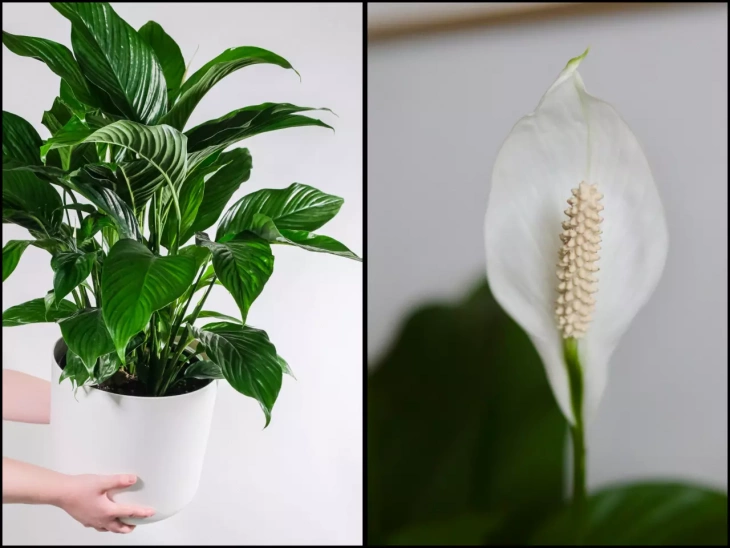 Kvetoucí lopatkovec