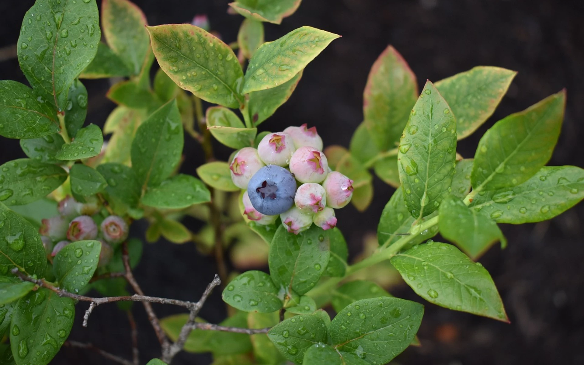 Skvrny na listech borůvky nepřehlížejte. Co značí a jak ji zachránit