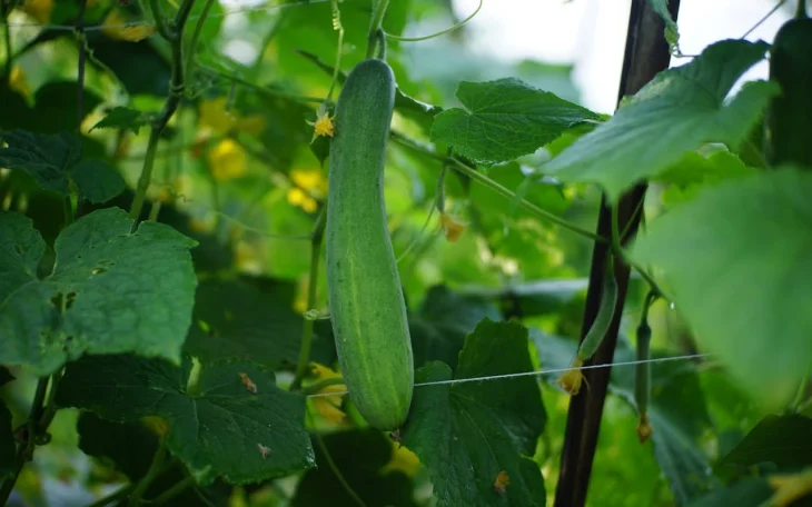 Plody okurek na záhonu