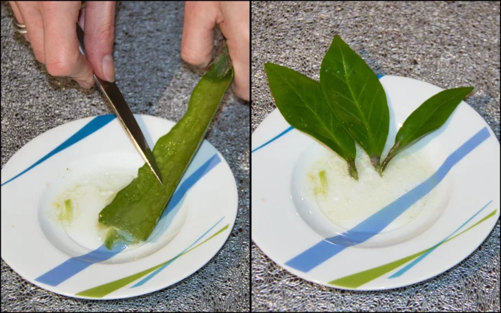 Množení zamiokulkasu, aloe vera