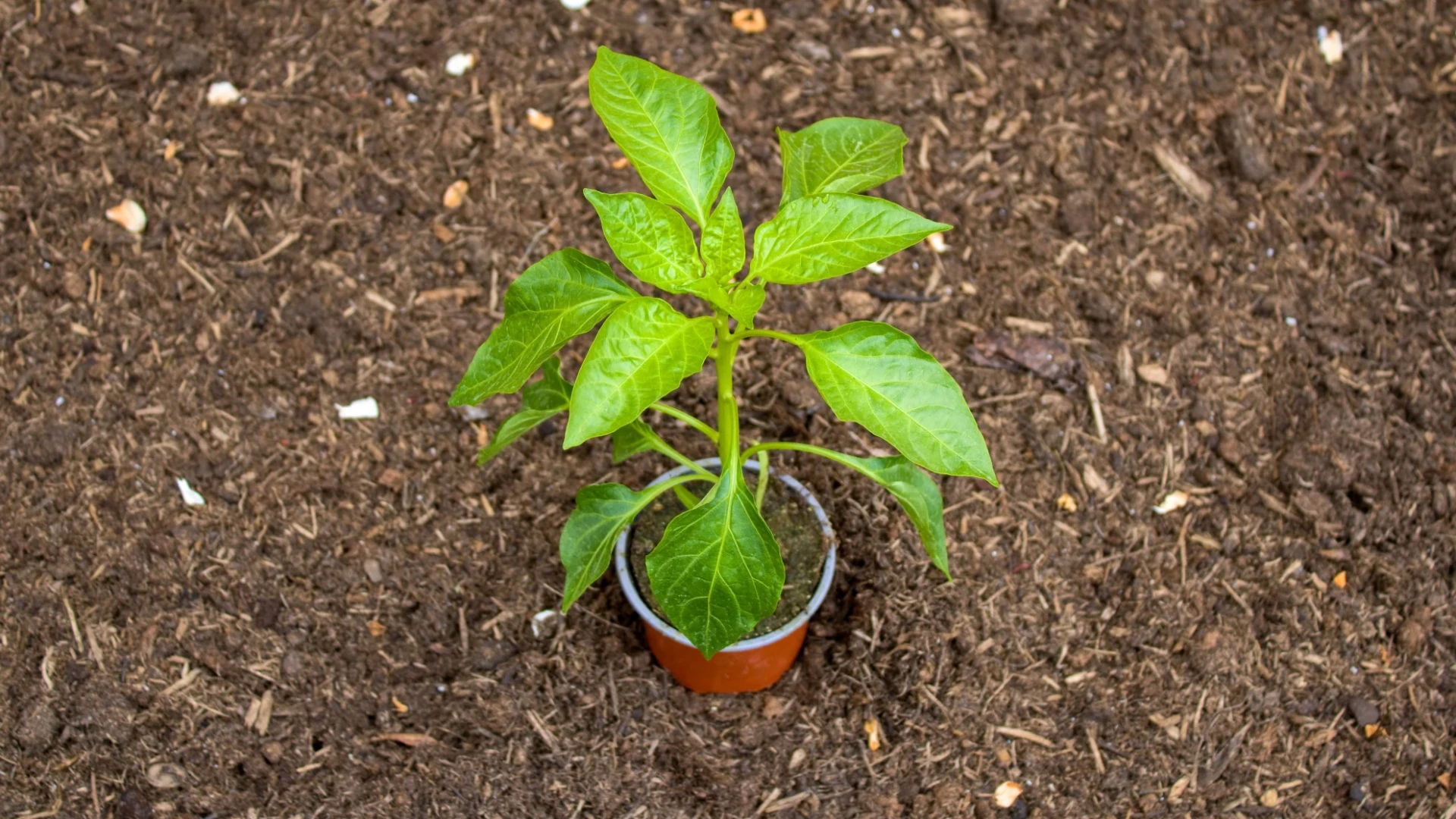 Připravte si velmi účinné hnojivo, které vyživí sazenice zeleniny a vyžene hraboše