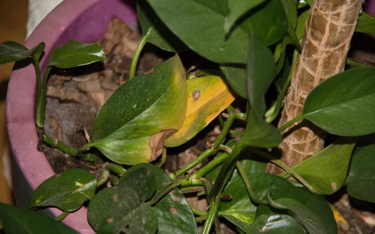 Potos žloutnutí listů