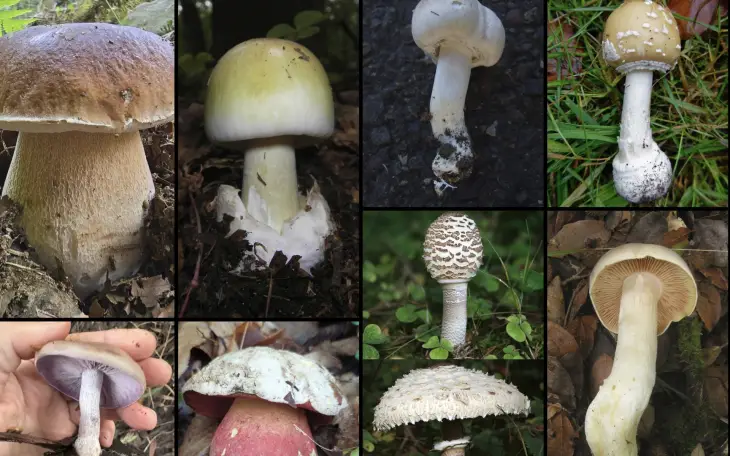 Nejčastější jedovaté houby