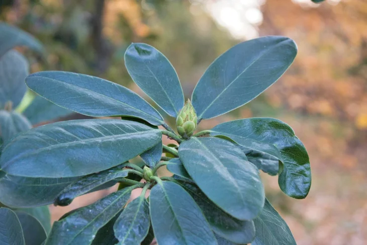 Rododendron s květním poupětem