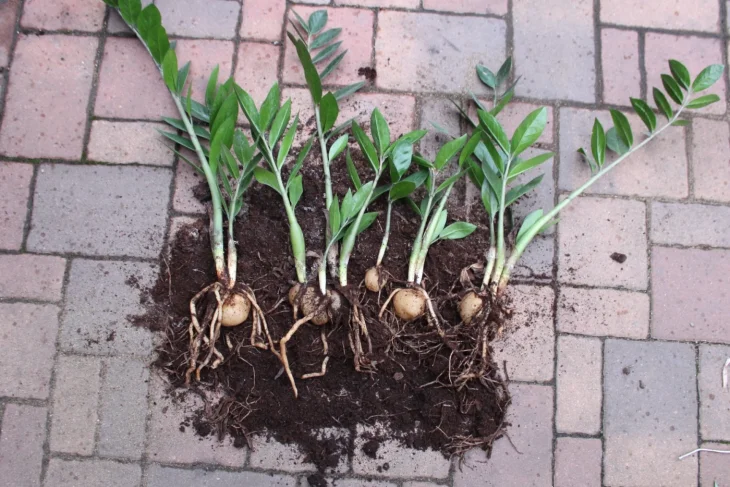 Oddenky a kořeny zamiokulkasu