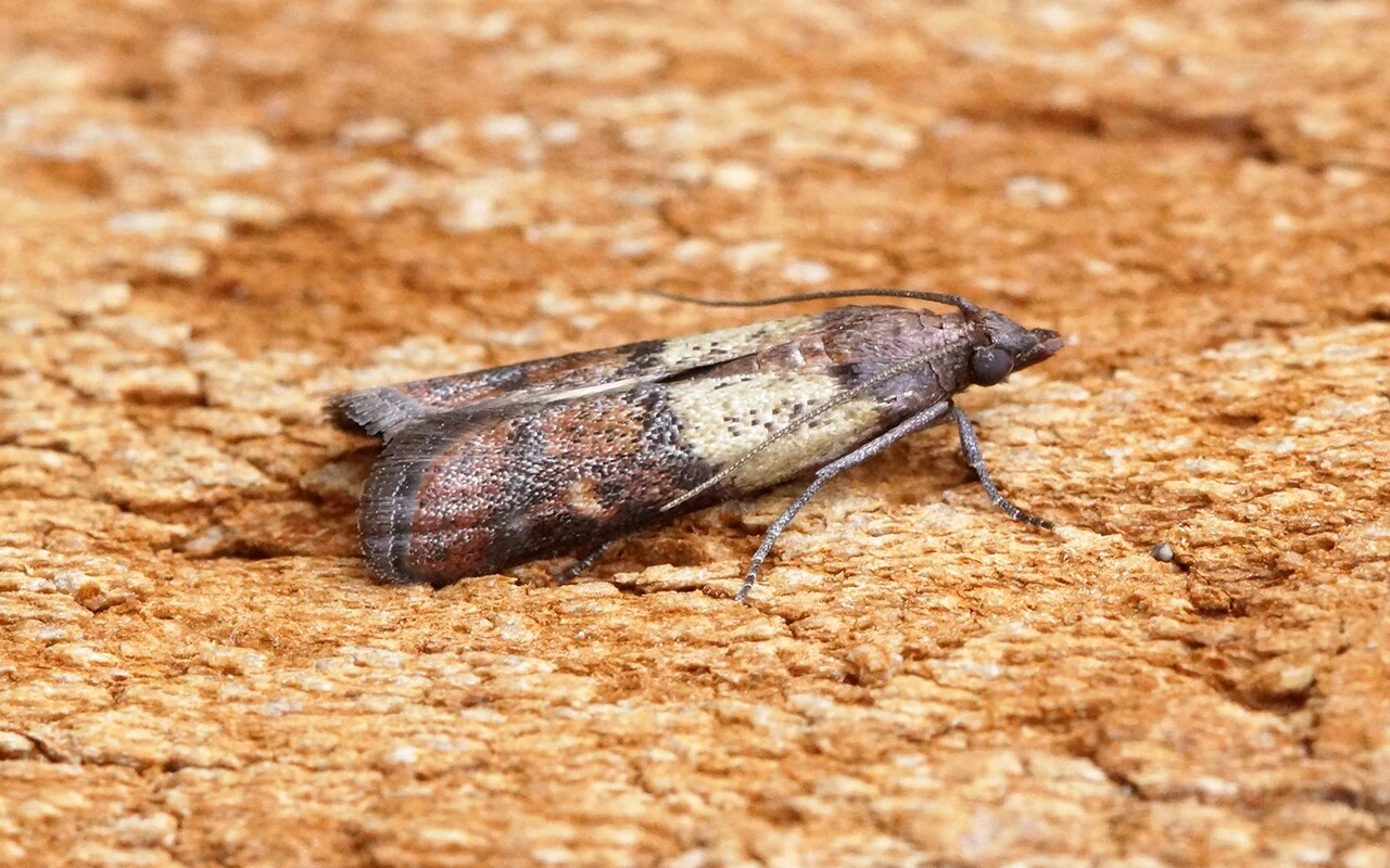 Jak se zbavit molů: Vyzkoušejte můj osvědčený způsob, který opravdu funguje