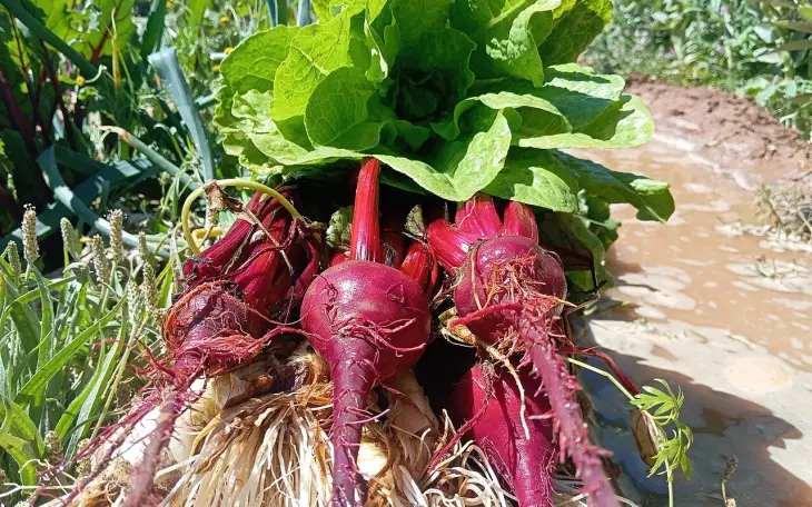 Červená řepa