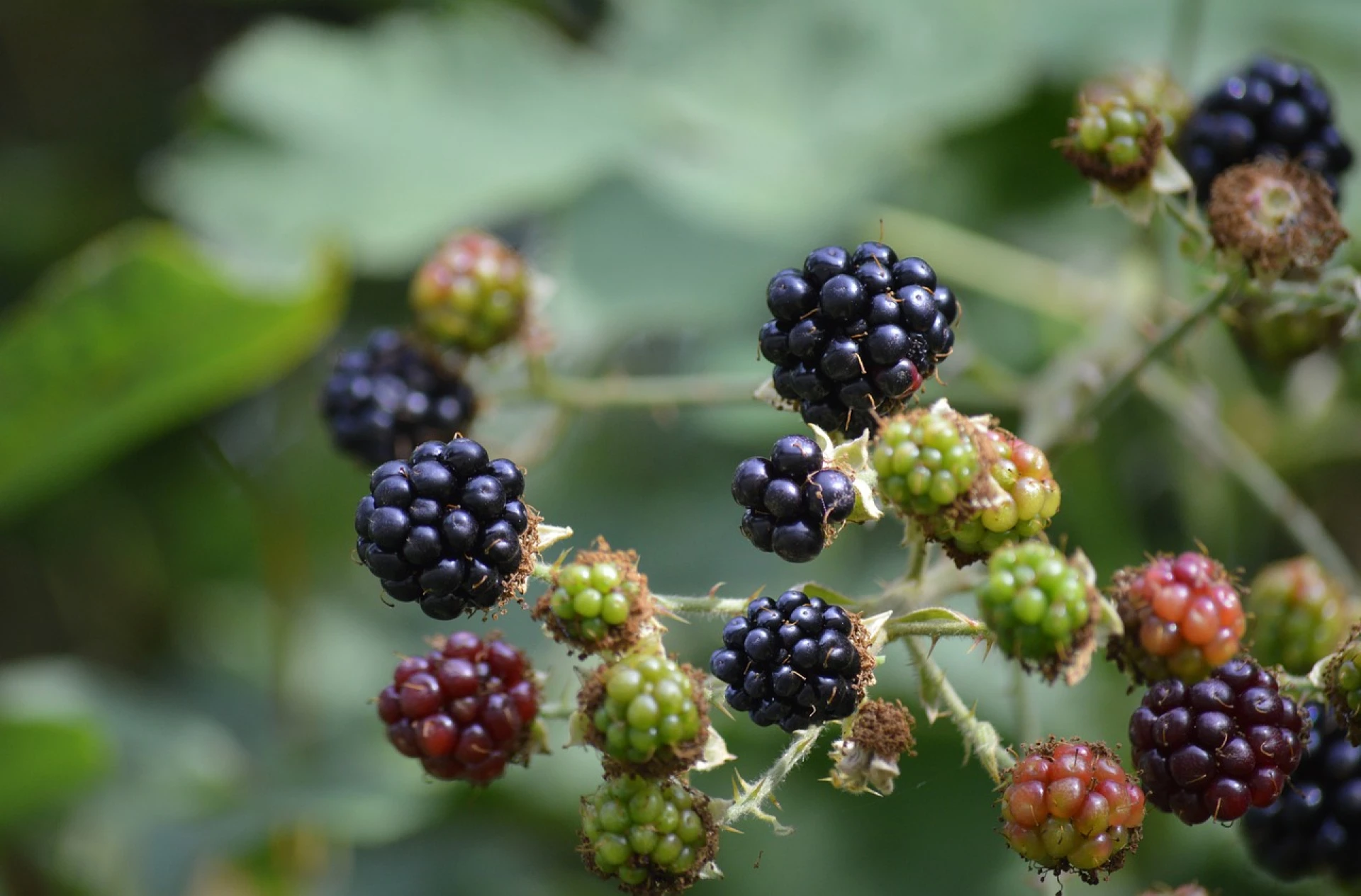 Ostružiny Ostružiny