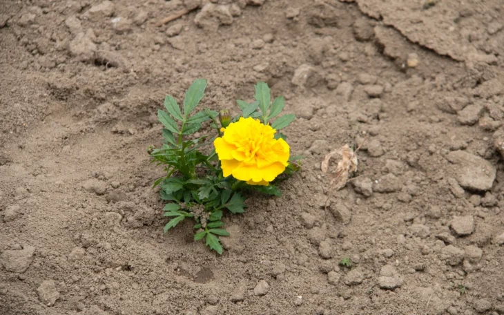 Rostlina afrikán na záhoně