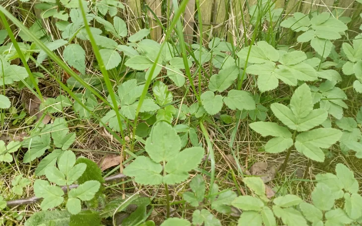 S bršlicí kozí nohou se to má podobně jako s ohněm. Je to dobrý…