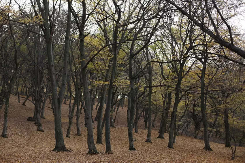 Hoia Baciu Hoia Baciu