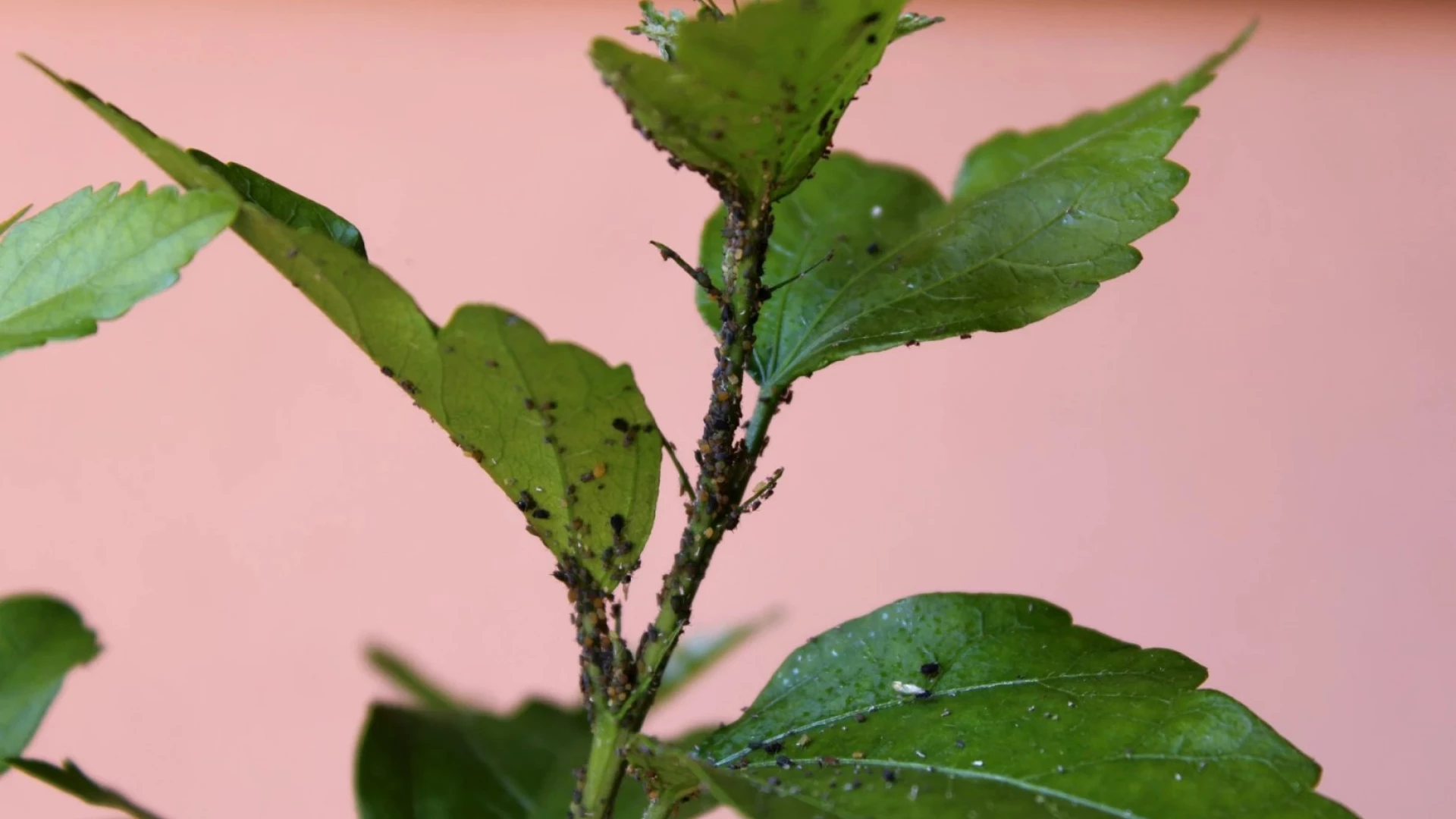 Pokud trápí vaše pokojové rostliny mšice, svilušky a další, připravte si funkční insekticidní postřik
