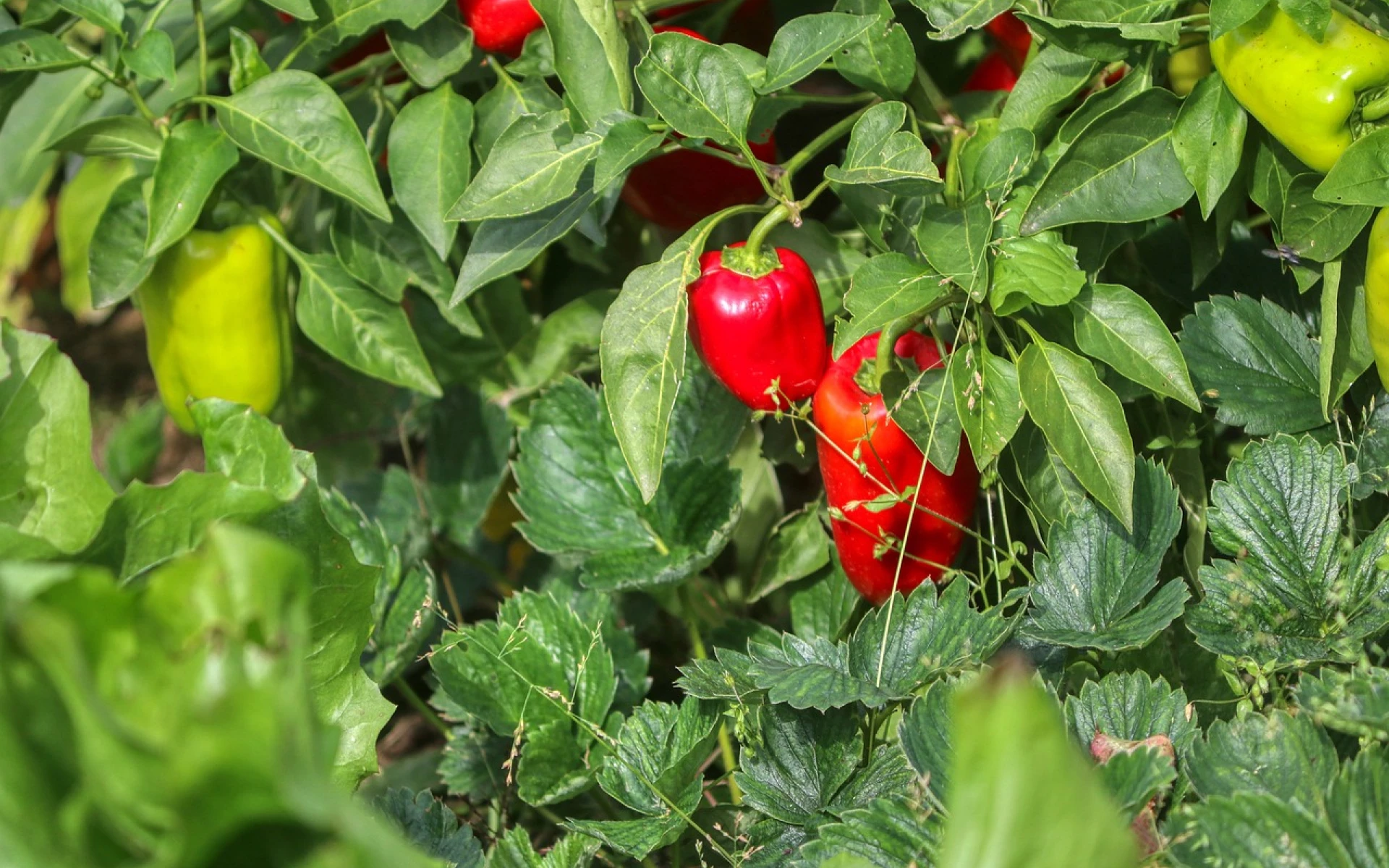 Pěstování paprik: Pro získání kvalitní a bohaté úrody je nutné vyhnout se nejčastějším chybám