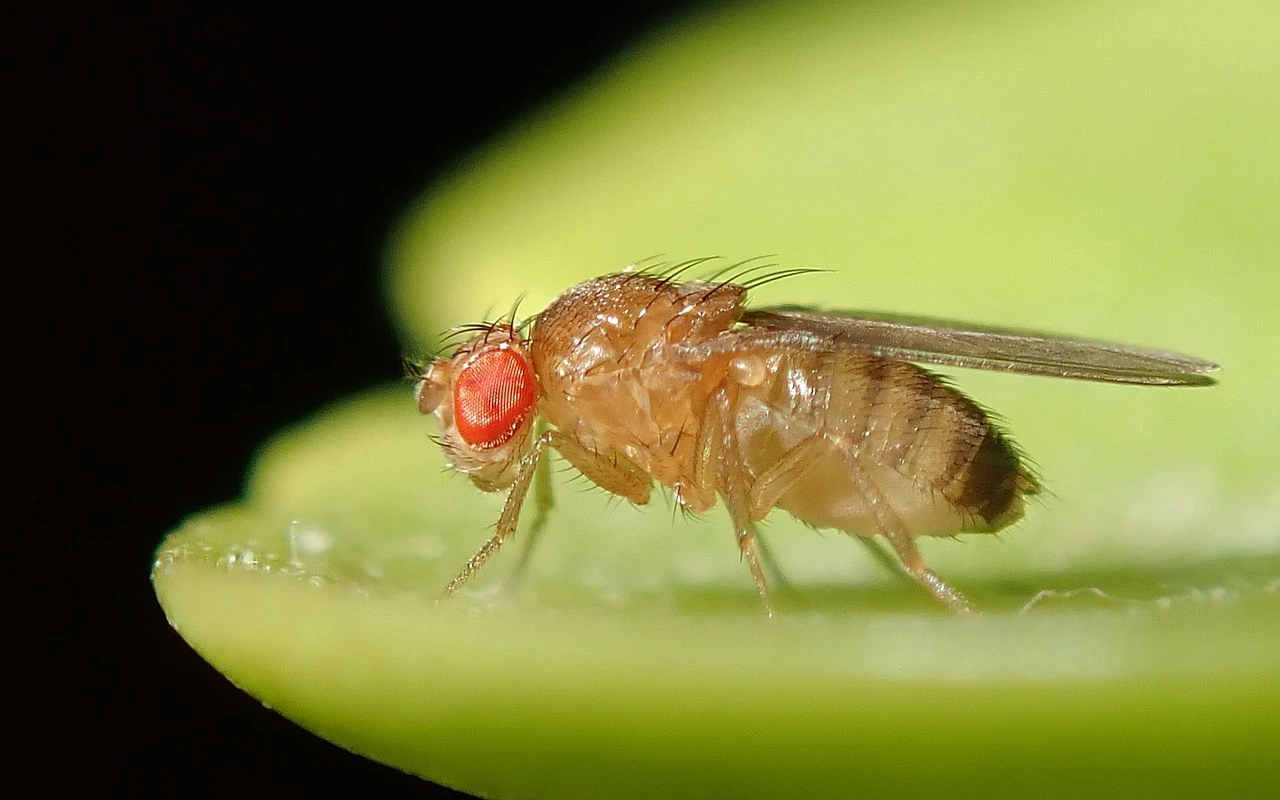 Malí vetřelci v kuchyni: Jak se zbavit mušek během pár minut