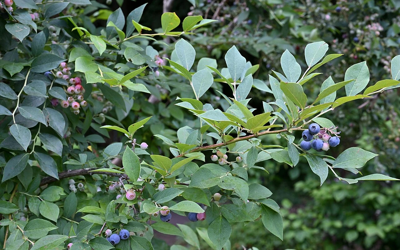 Jak pečovat o kanadskou borůvku po sklizni, aby příští rok plodila jednou tolik